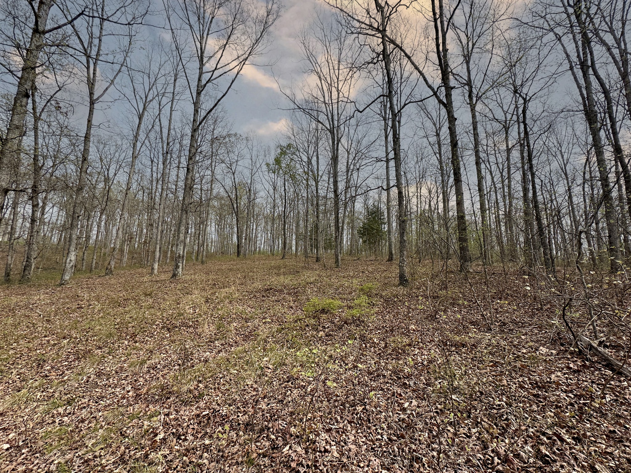 0 Ridgewood Drive McEwen, TN 37101 - Photo 12 of 40 a backyard of a house with lots of green space