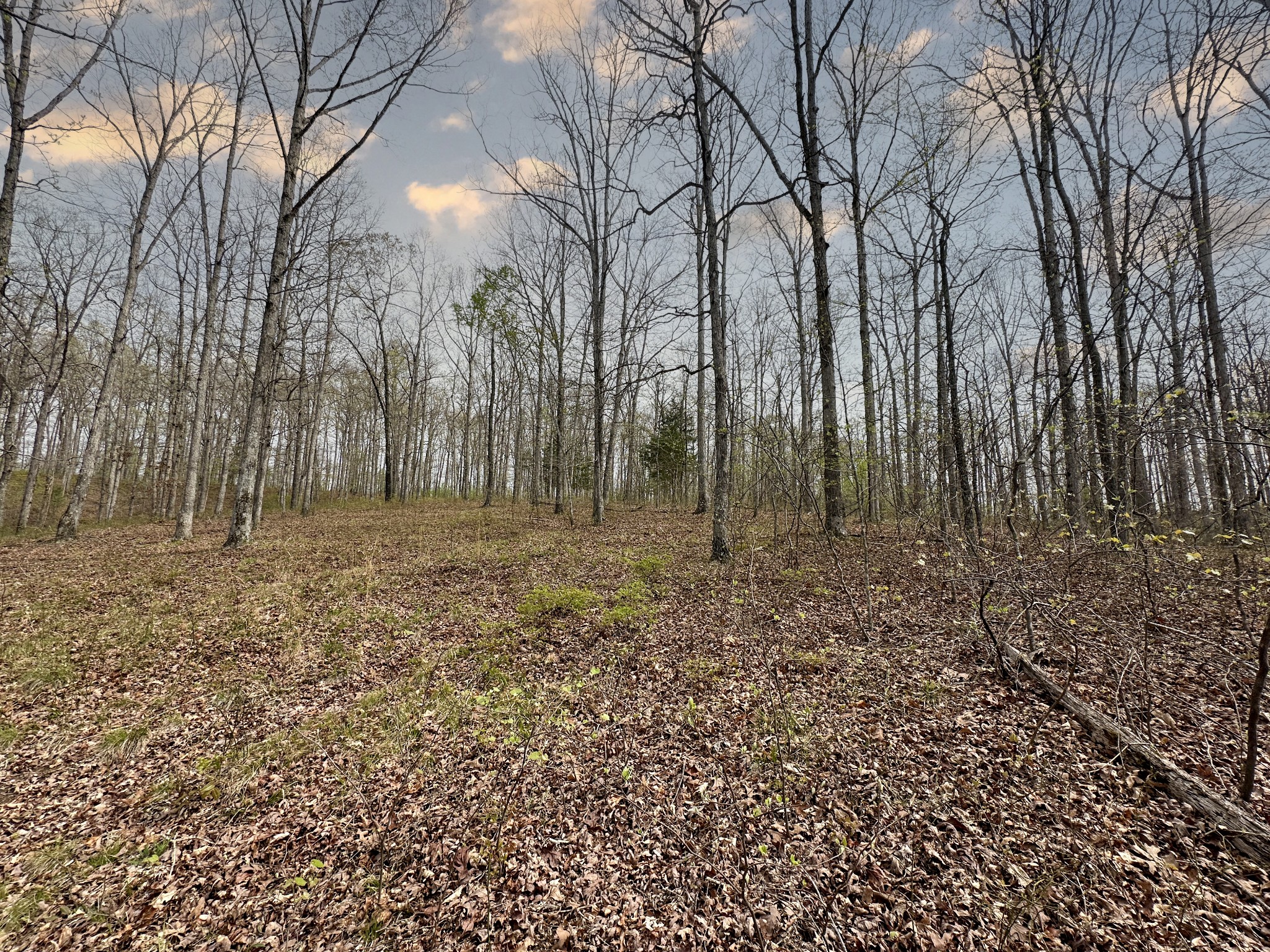 0 Ridgewood Drive McEwen, TN 37101 - Photo 13 of 40 a view of backyard with trees