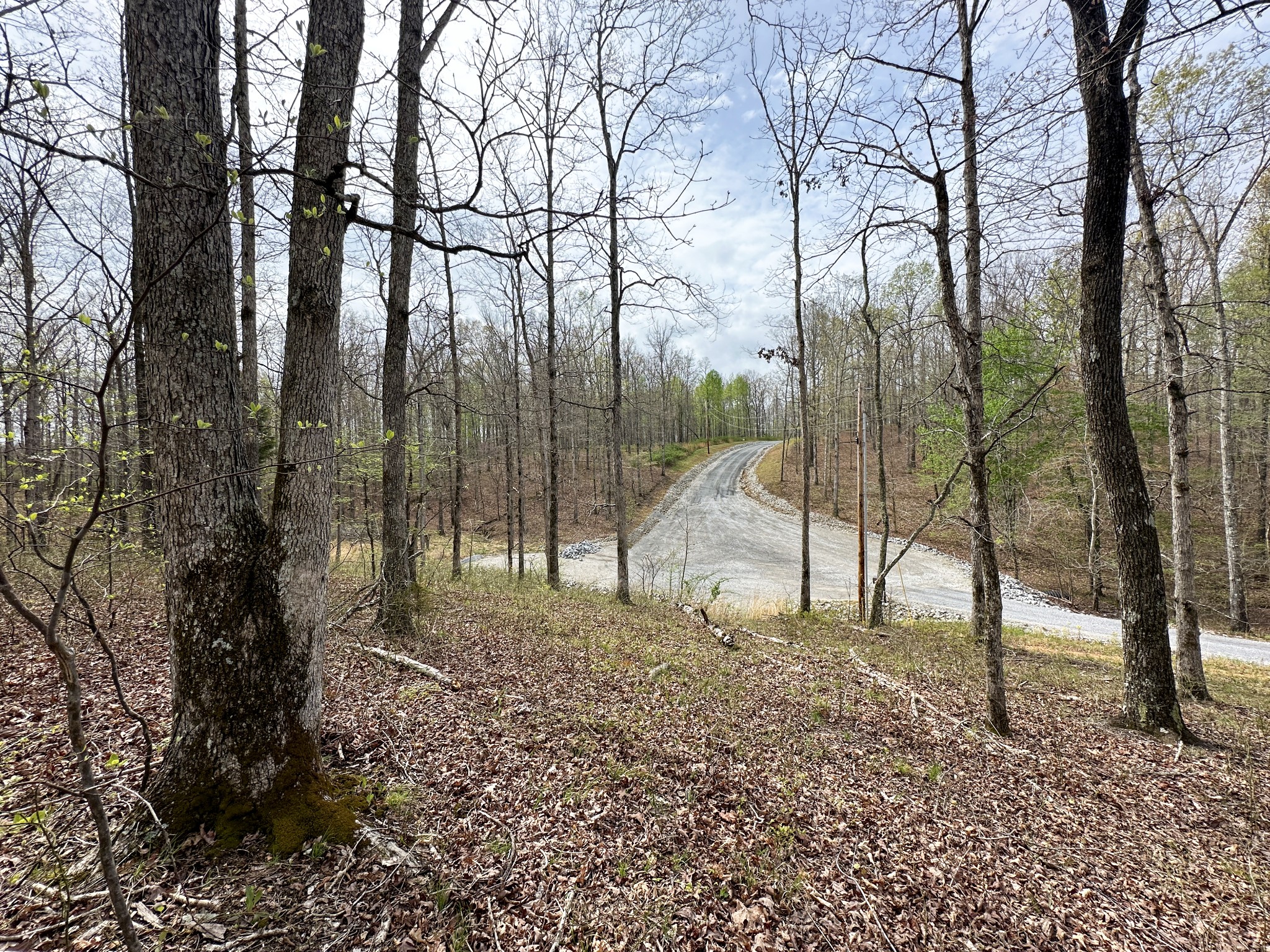 0 Ridgewood Drive McEwen, TN 37101 - Photo 14 of 40 a view of a forest with trees