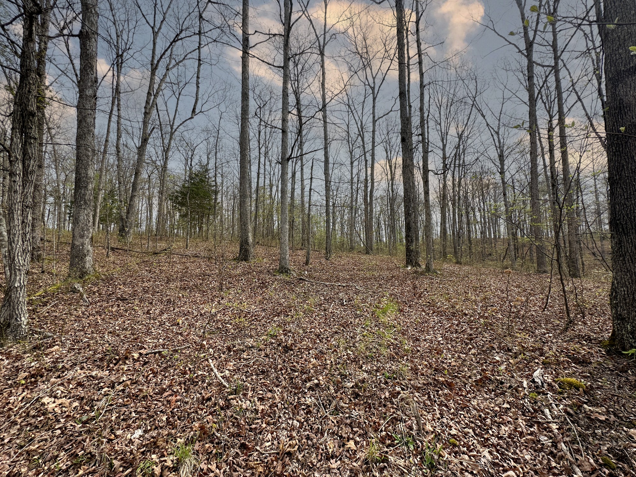 0 Ridgewood Drive McEwen, TN 37101 - Photo 15 of 40 a backyard of a house with lots of green space