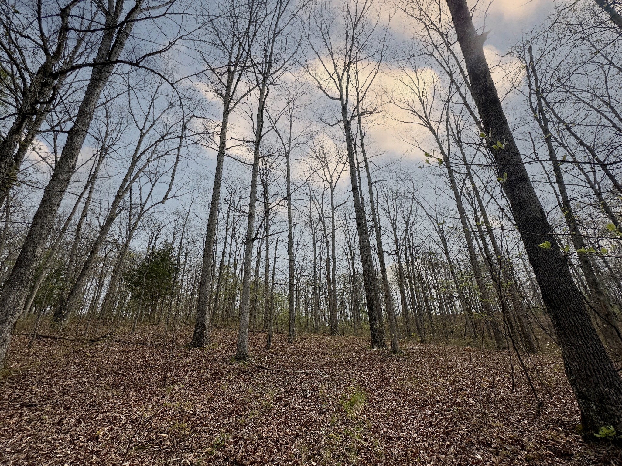 0 Ridgewood Drive McEwen, TN 37101 - Photo 16 of 40 a backyard of a house with lots of green space