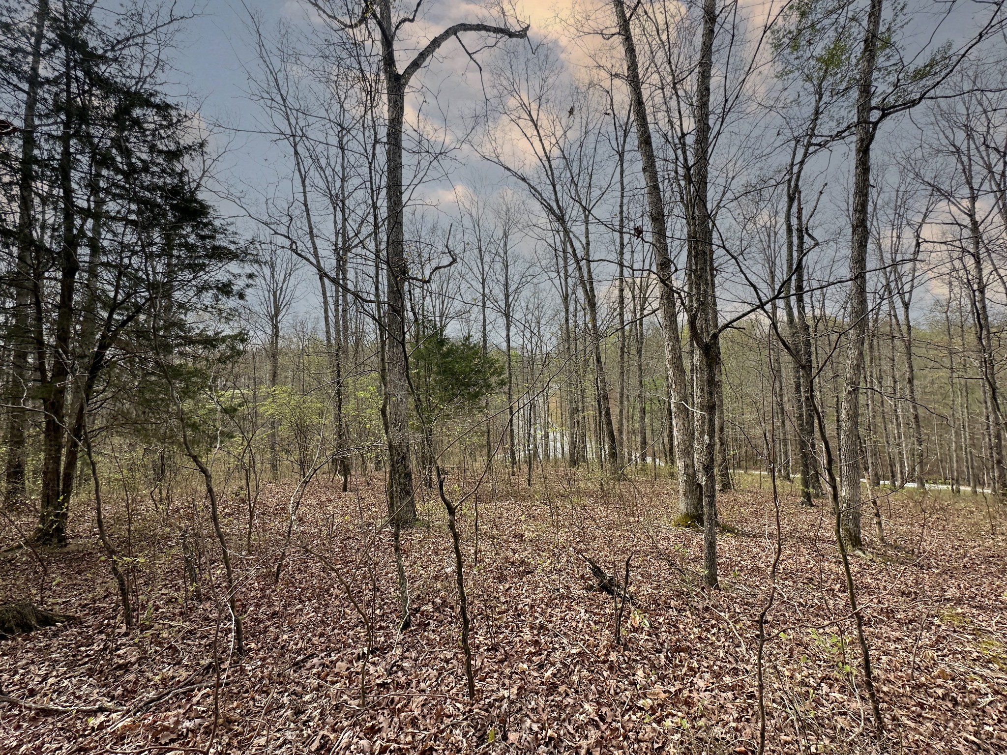 0 Ridgewood Drive McEwen, TN 37101 - Photo 17 of 40 a view of a yard with lots of green space