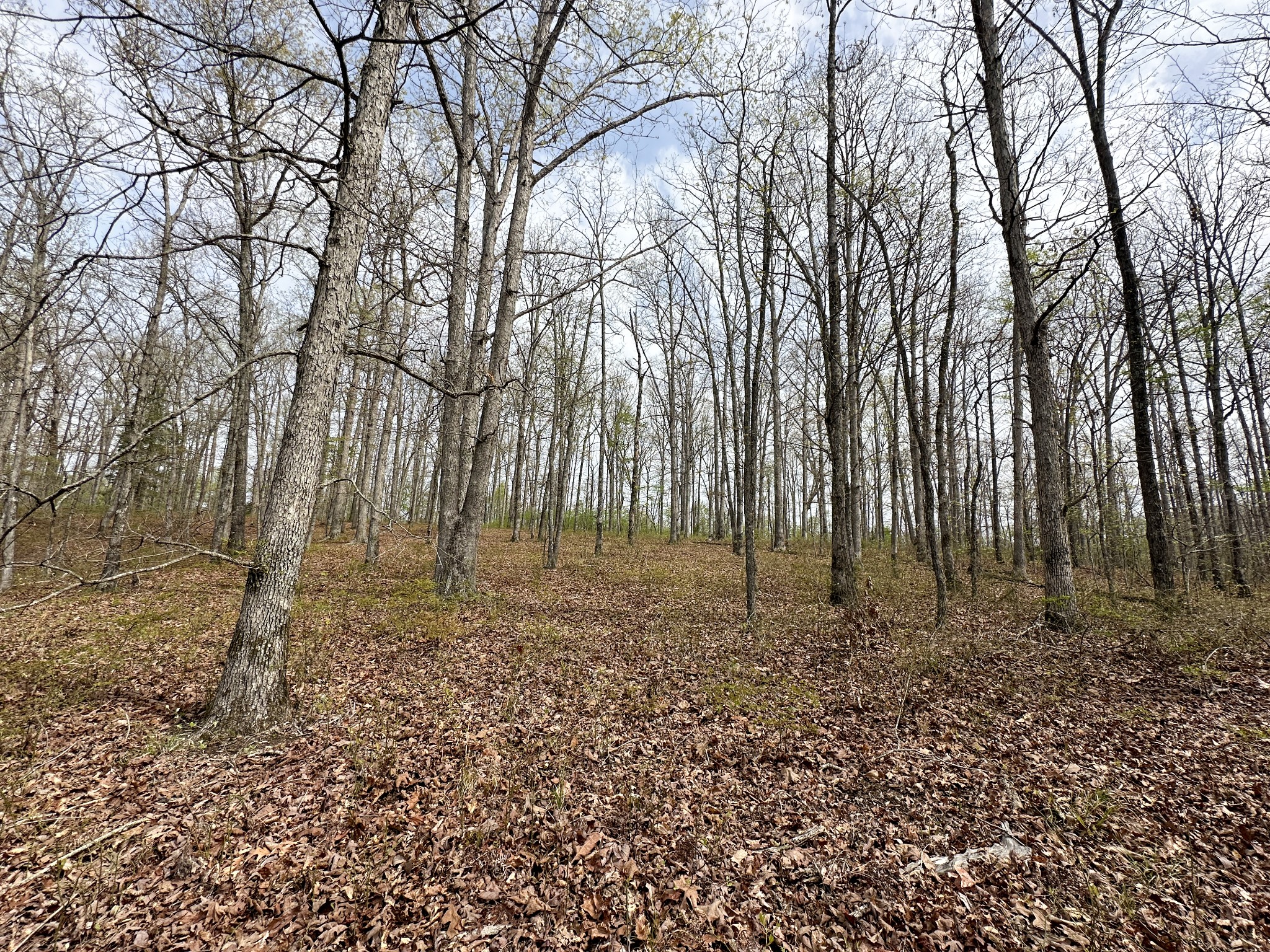 0 Ridgewood Drive McEwen, TN 37101 - Photo 18 of 40 a view of outdoor space with lots of trees