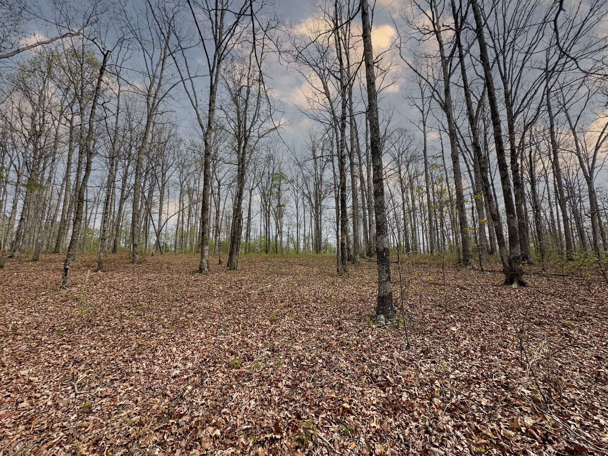0 Ridgewood Drive McEwen, TN 37101 - Photo 19 of 40 a backyard of a house with lots of green space