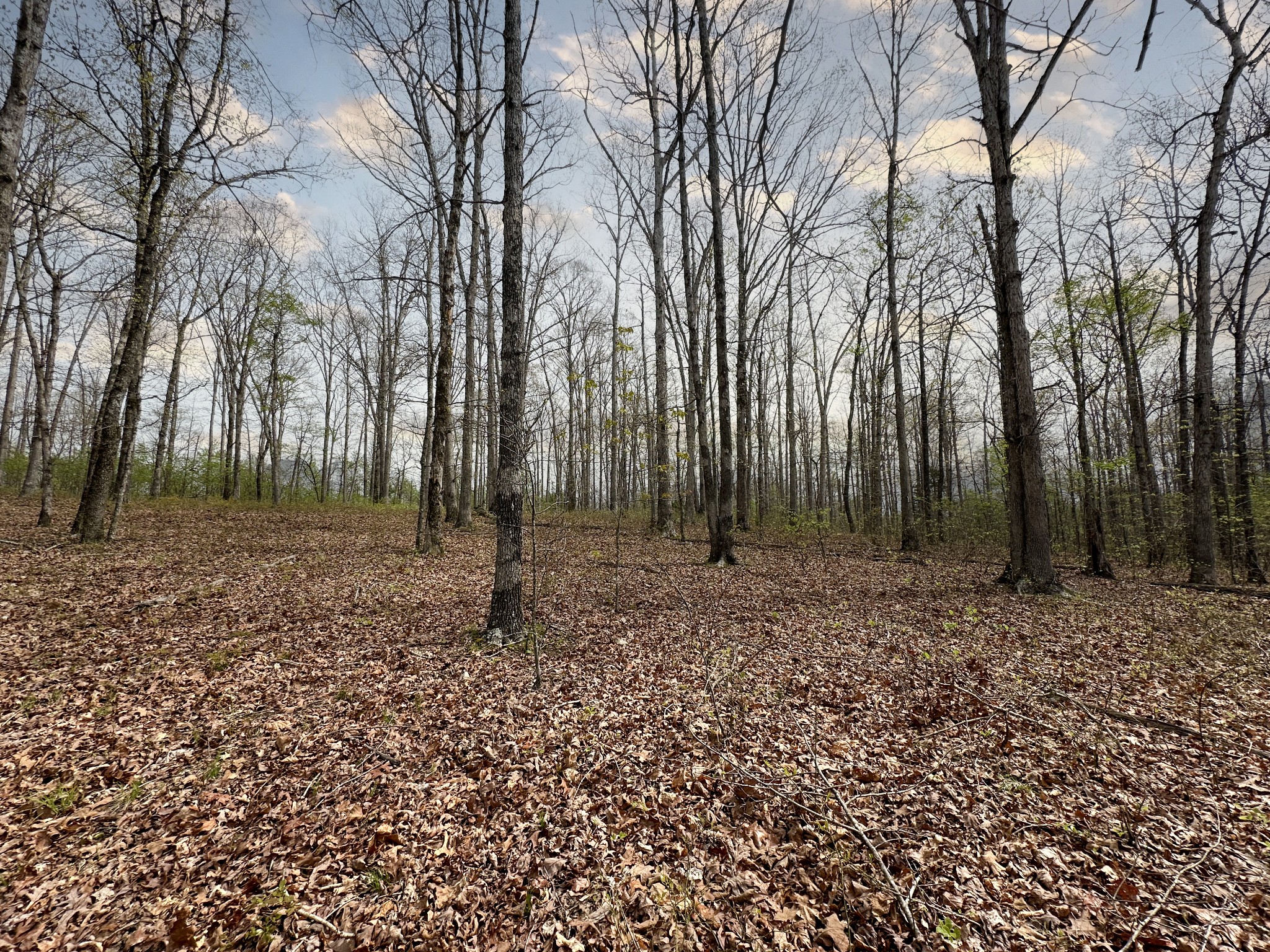 0 Ridgewood Drive McEwen, TN 37101 - Photo 21 of 40 a backyard of a house with lots of green space