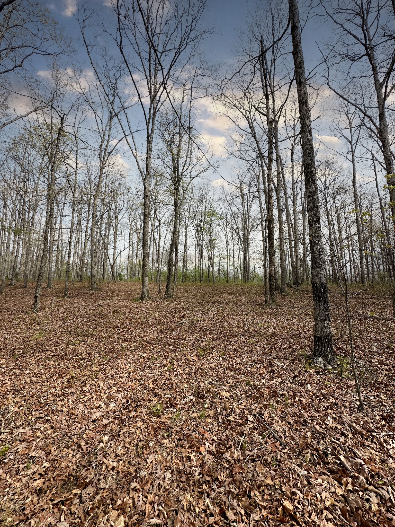 0 Ridgewood Drive McEwen, TN 37101 - Photo 23 of 40 a backyard of a house with lots of green space