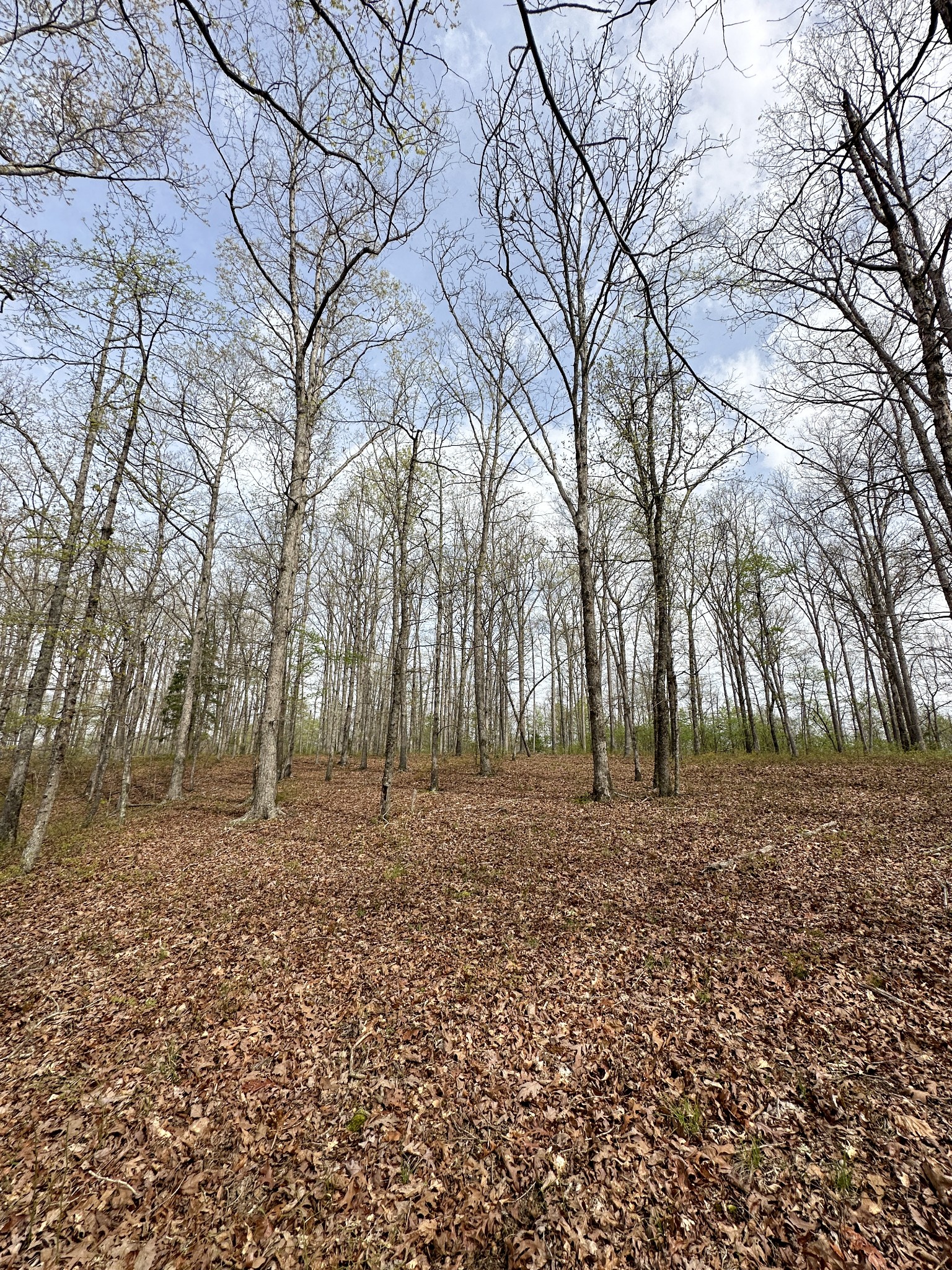 0 Ridgewood Drive McEwen, TN 37101 - Photo 24 of 40 a backyard of apartments with large trees