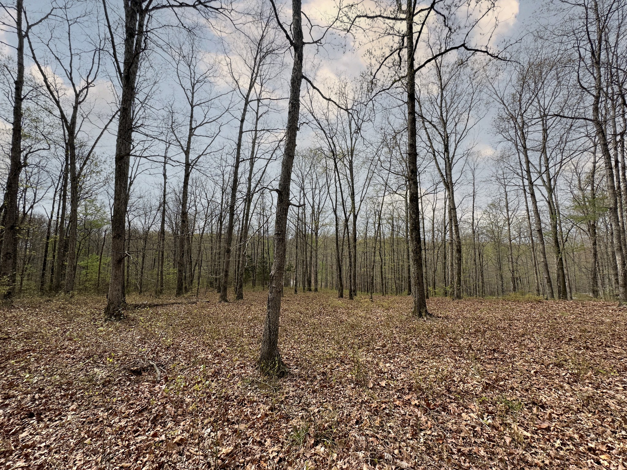 0 Ridgewood Drive McEwen, TN 37101 - Photo 25 of 40 a backyard of a house with lots of green space