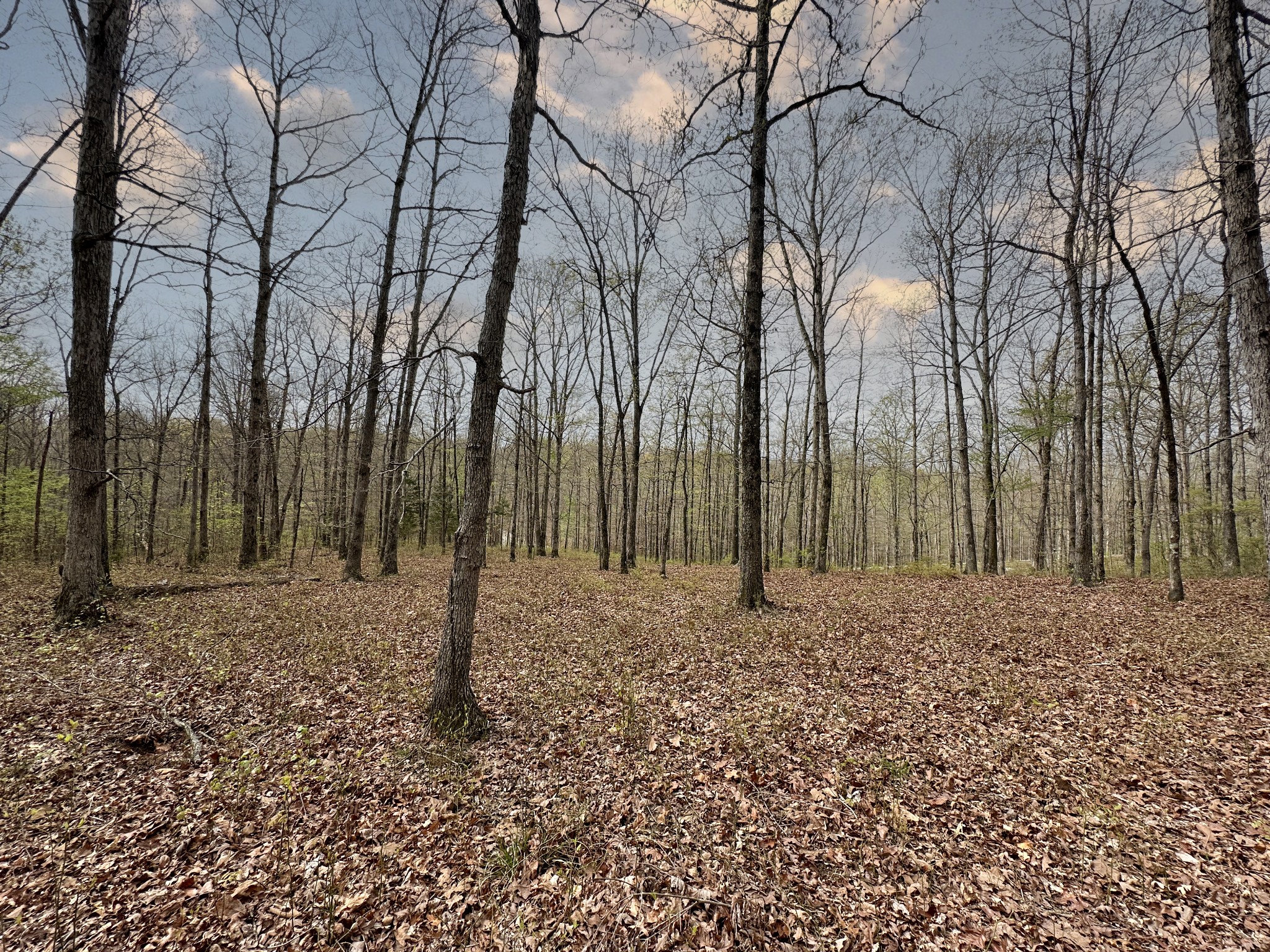 0 Ridgewood Drive McEwen, TN 37101 - Photo 26 of 40 a view of a backyard with large trees