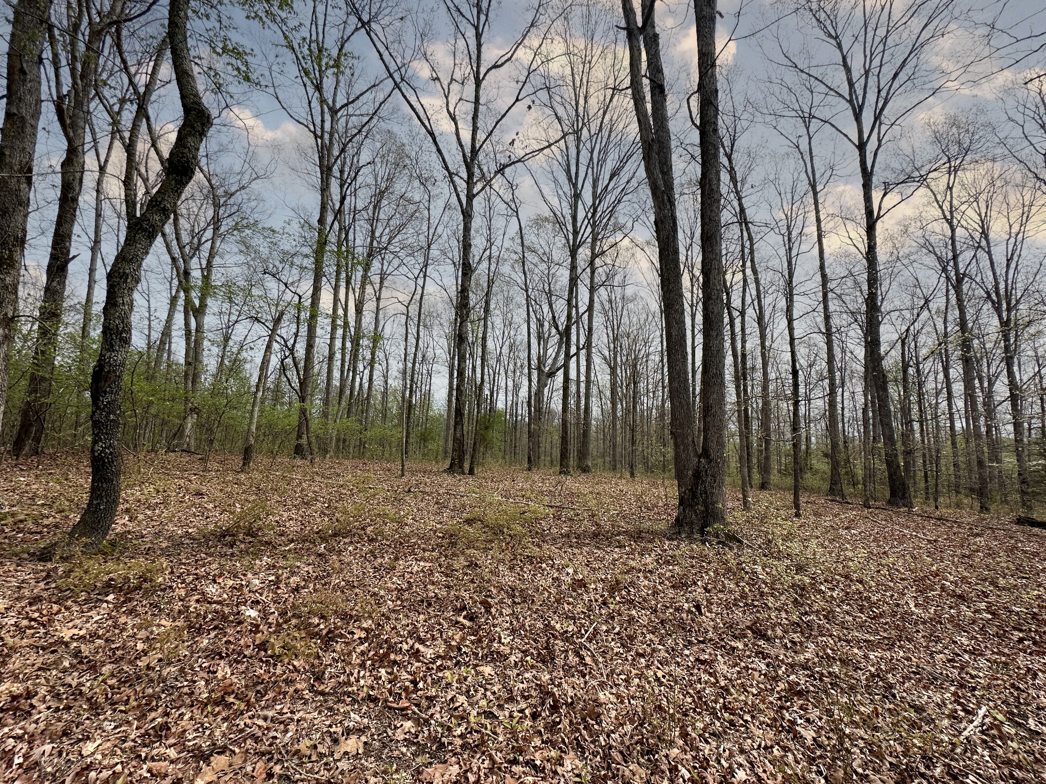 0 Ridgewood Drive McEwen, TN 37101 - Photo 27 of 40 a view of backyard with trees