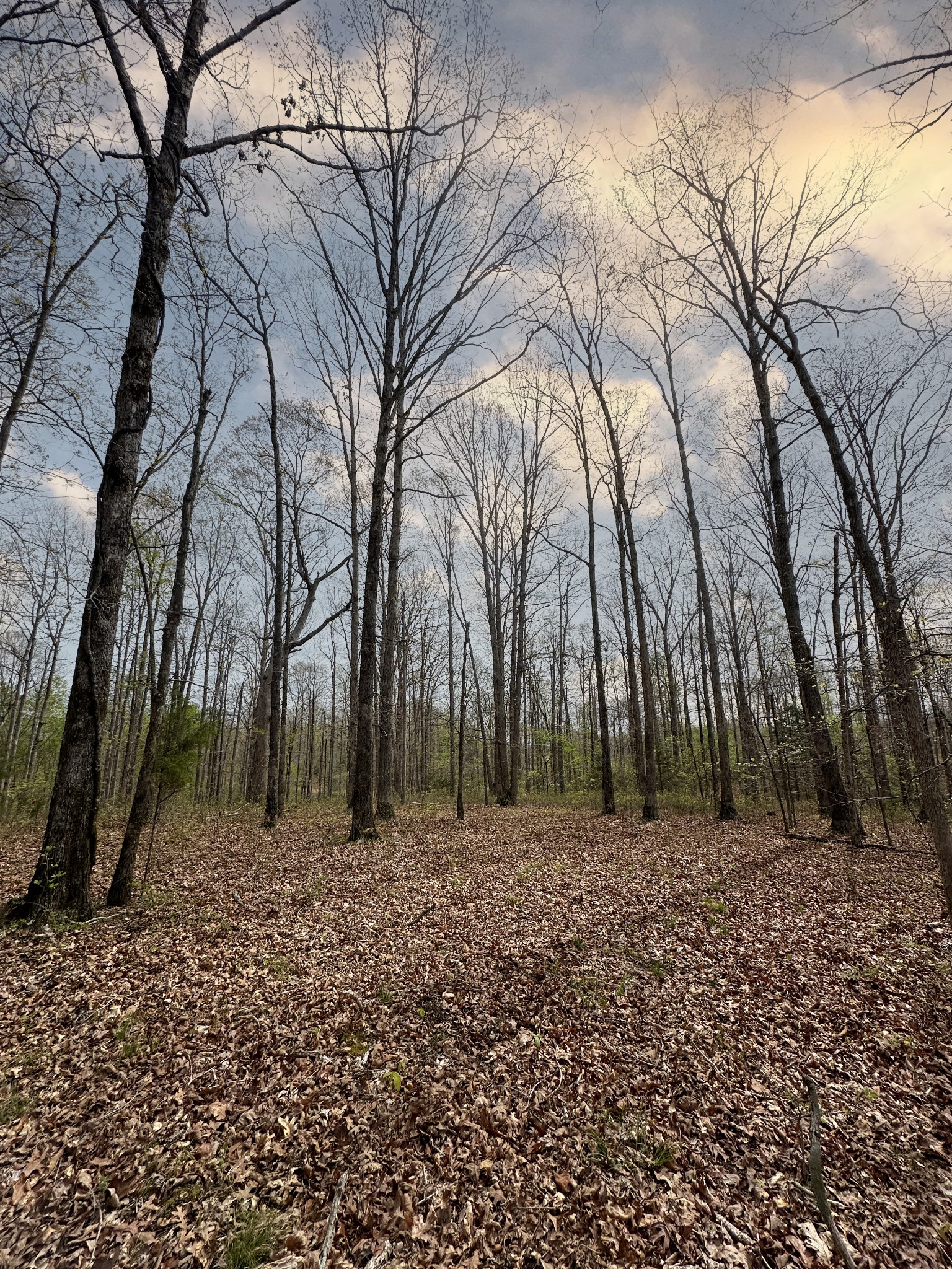 0 Ridgewood Drive McEwen, TN 37101 - Photo 31 of 40 a backyard of a house with lots of green space
