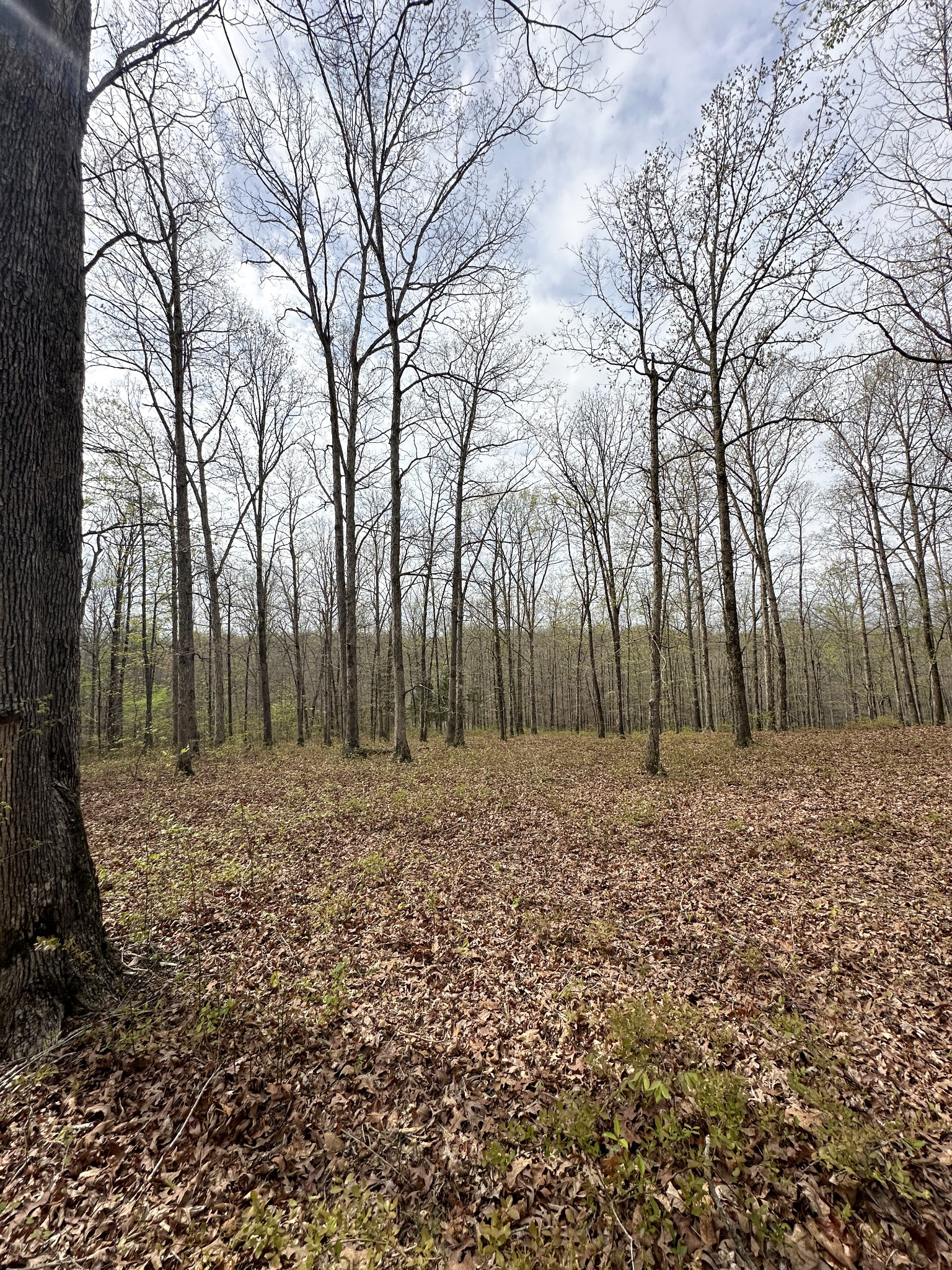 0 Ridgewood Drive McEwen, TN 37101 - Photo 32 of 40 a view of a yard with trees