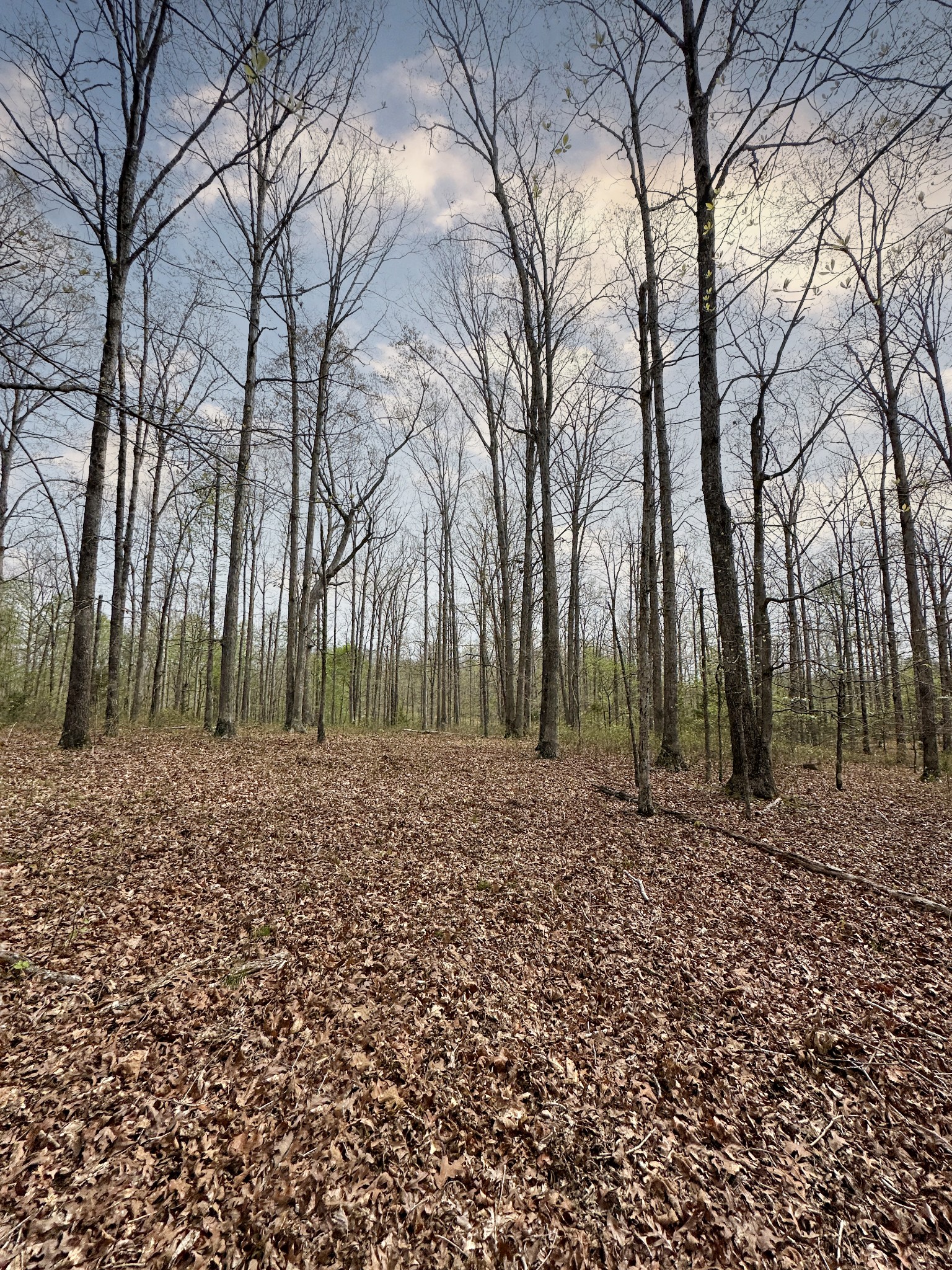 0 Ridgewood Drive McEwen, TN 37101 - Photo 33 of 40 a view of a yard with trees