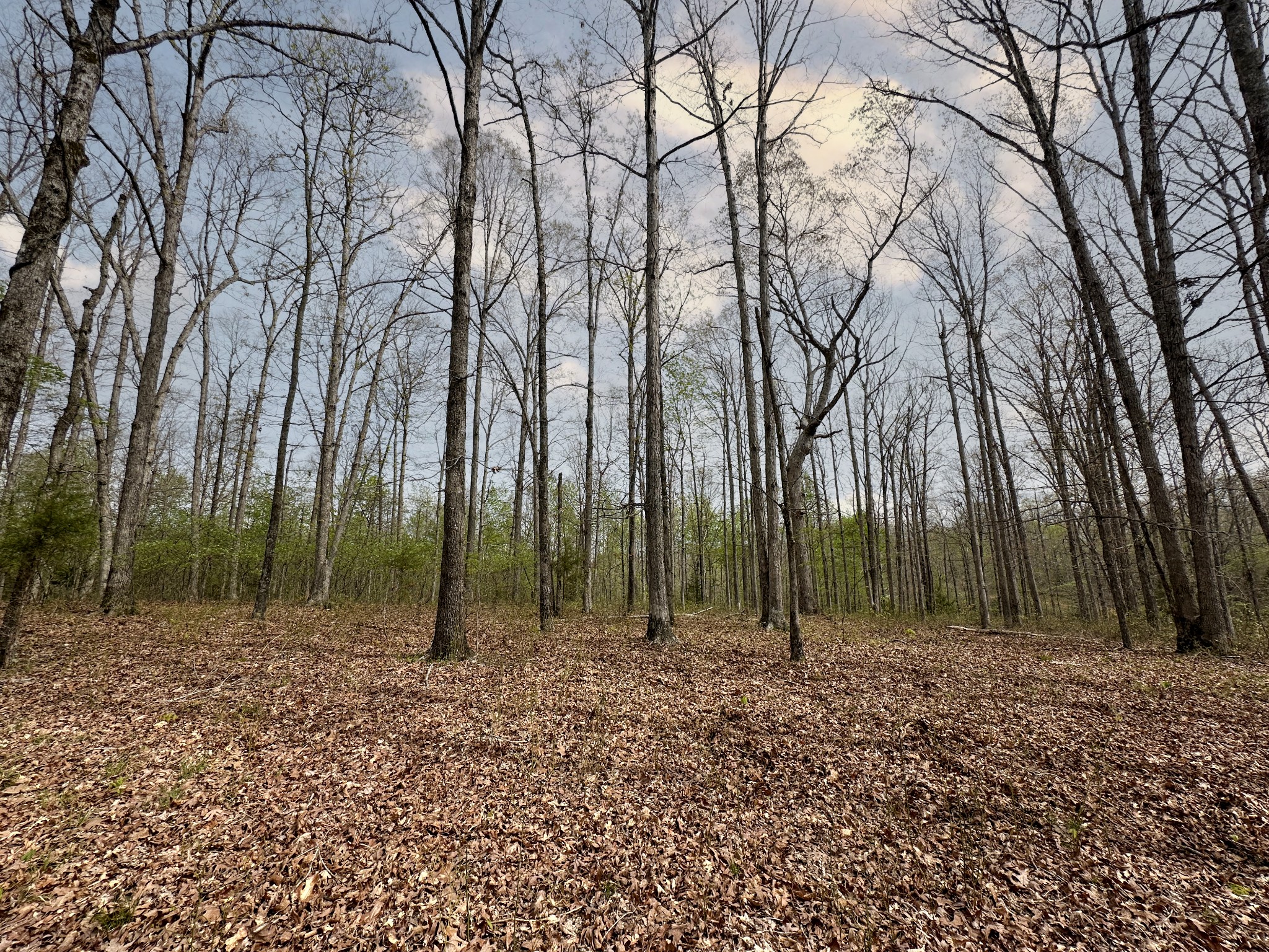 0 Ridgewood Drive McEwen, TN 37101 - Photo 34 of 40 a view of outdoor space with green space