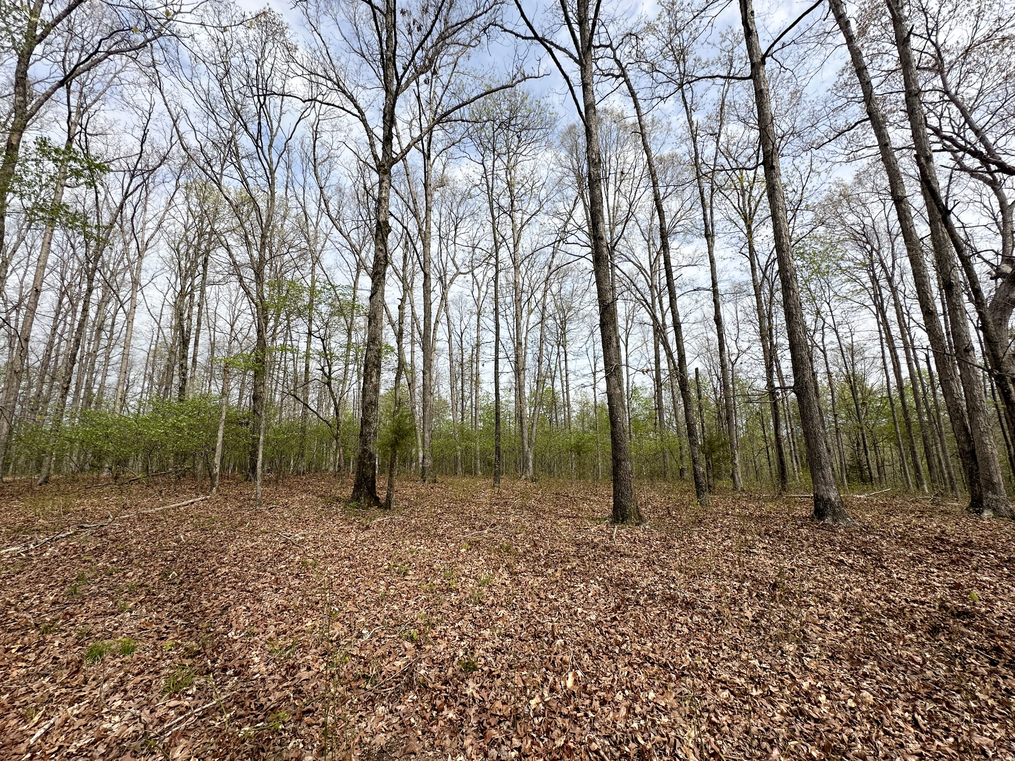 0 Ridgewood Drive McEwen, TN 37101 - Photo 35 of 40 a backyard of a house with lots of green space