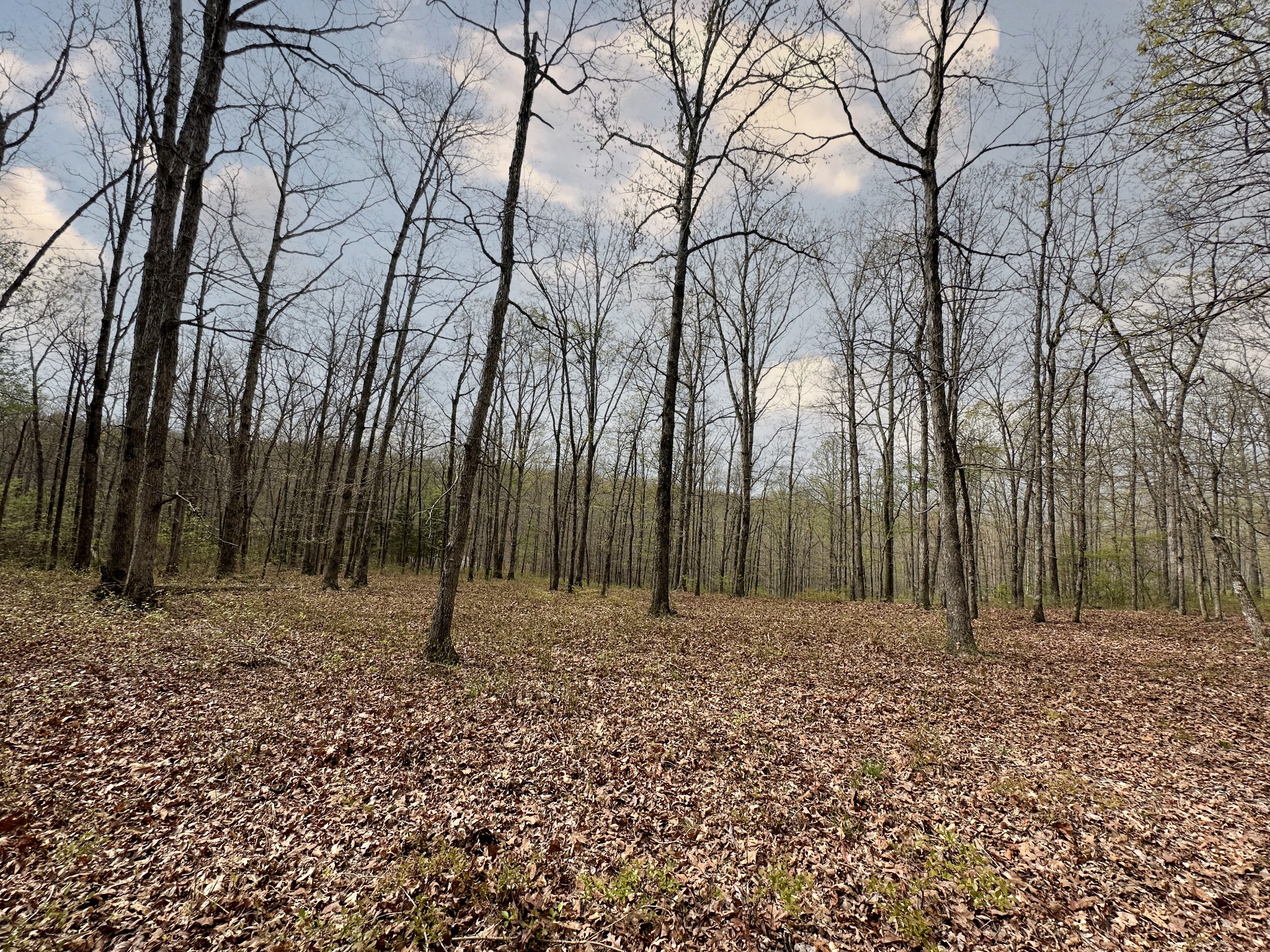 0 Ridgewood Drive McEwen, TN 37101 - Photo 37 of 40 a backyard of a house with lots of green space