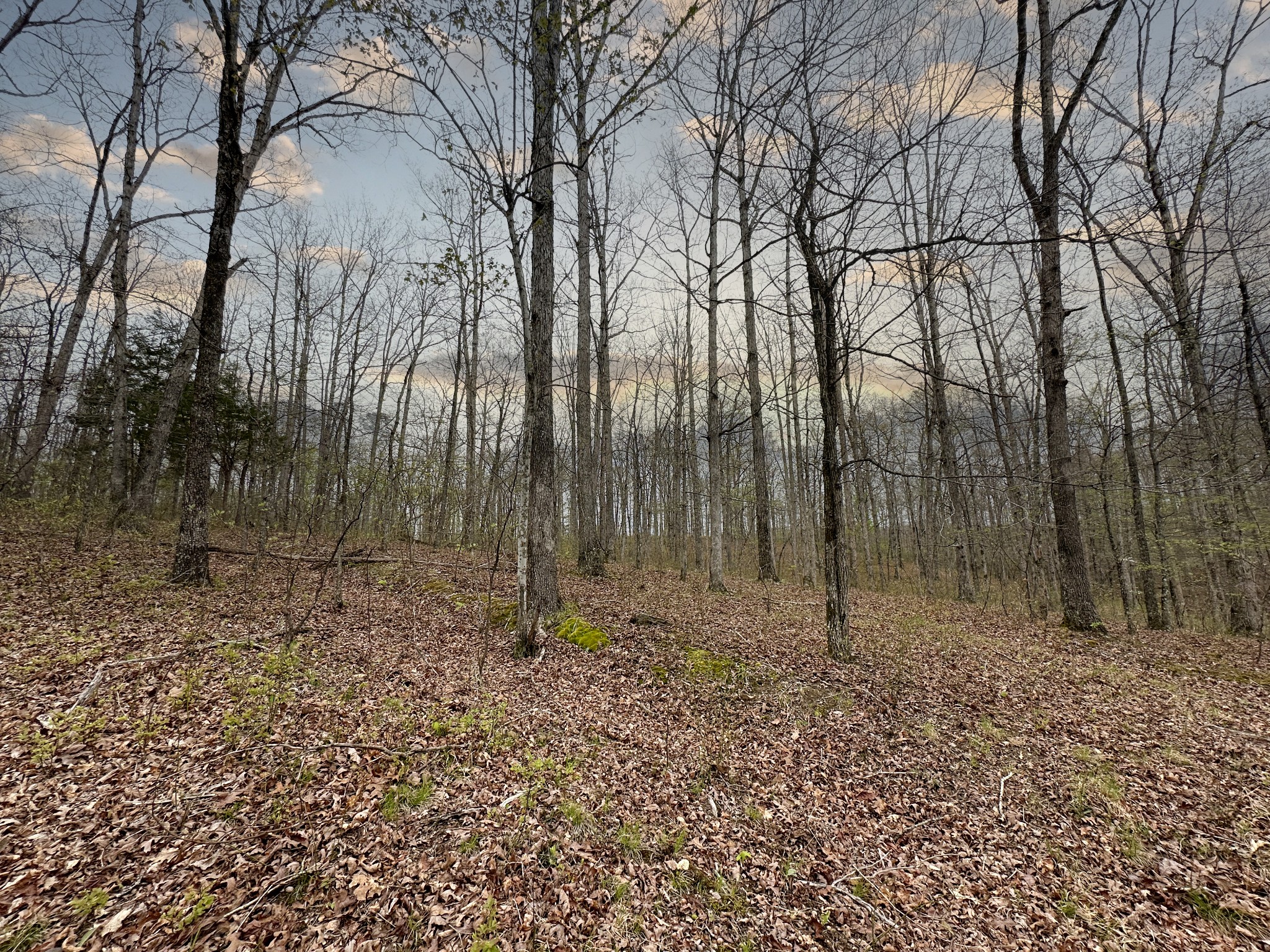 0 Ridgewood Drive McEwen, TN 37101 - Photo 38 of 40 a backyard of a house with lots of green space