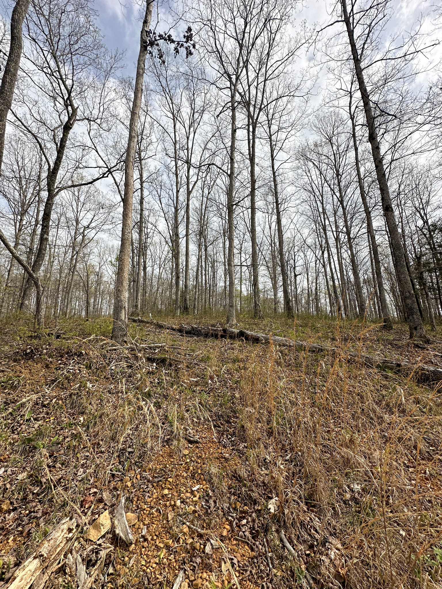 0 Ridgewood Drive McEwen, TN 37101 - Photo 8 of 40 a view of outdoor space with trees