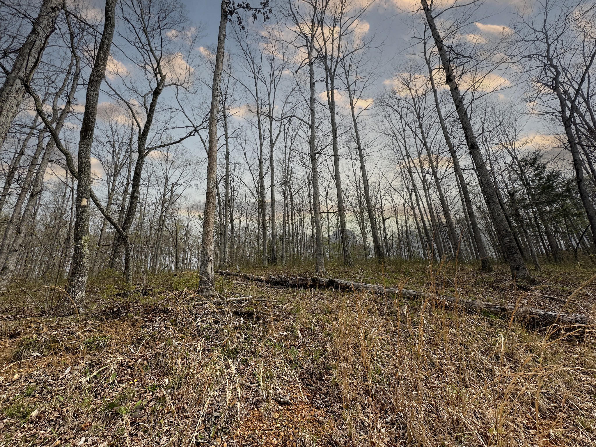 0 Ridgewood Drive McEwen, TN 37101 - Photo 9 of 40 a view of a yard with trees