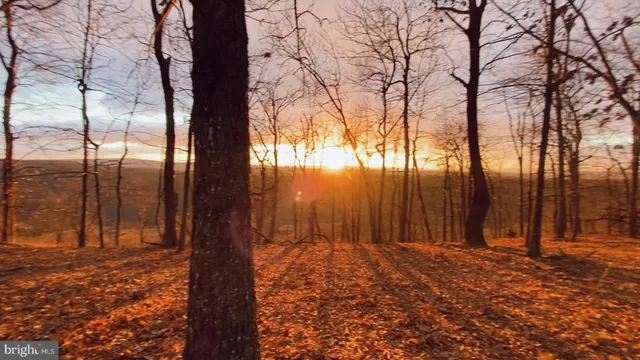 a view of backyard with tree