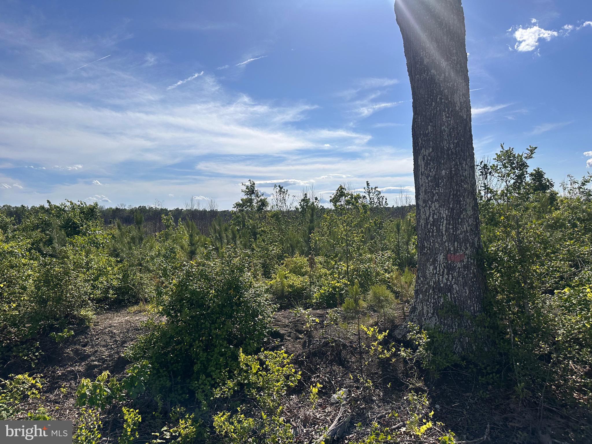 a view of a green field