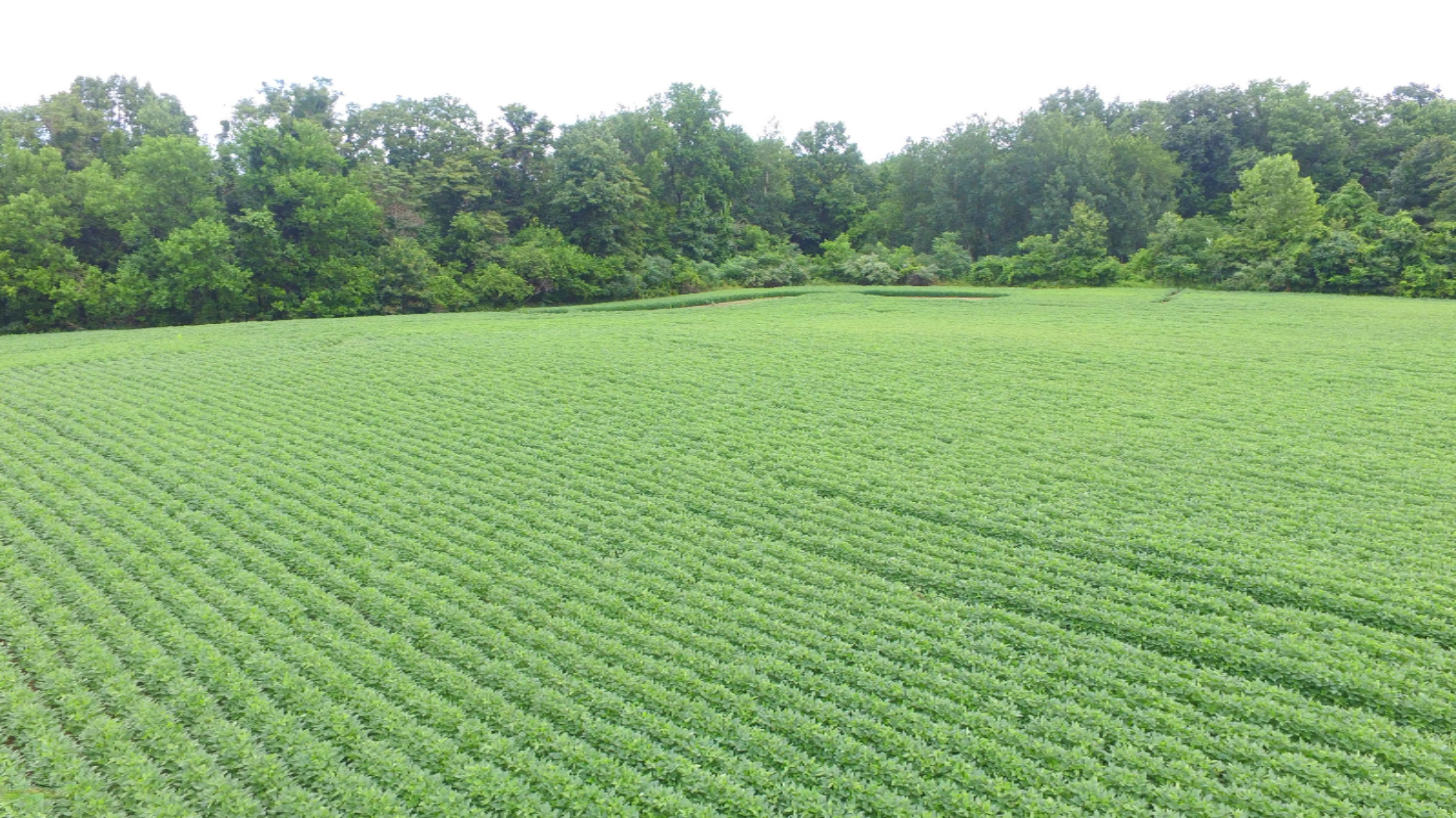 1 Curran Beach Road Dowagiac, MI 49047 - Photo 6 of 7 DJI_0017