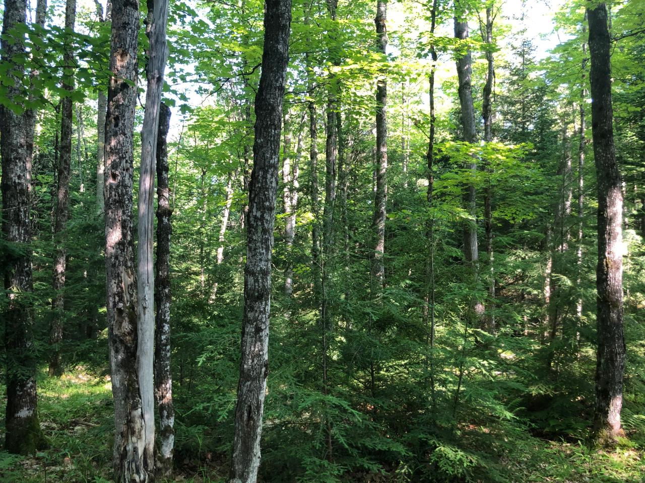 On Palmer Lake Road Land O'Lakes, WI 54540 - Photo 4 of 18 Gallery Image 4