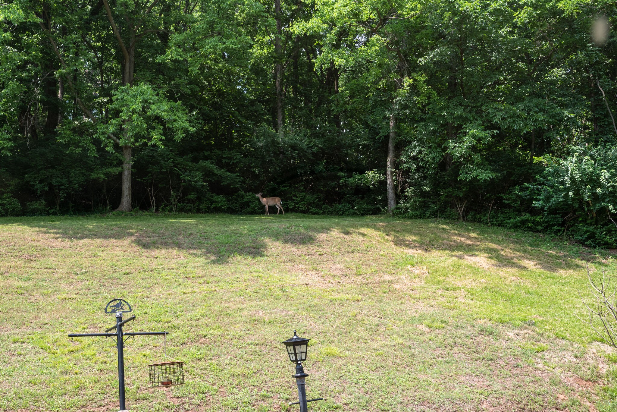 6612 Ellesmere Road Nashville, TN 37205 - Photo 32 of 34 a backyard of a house with lots of green space