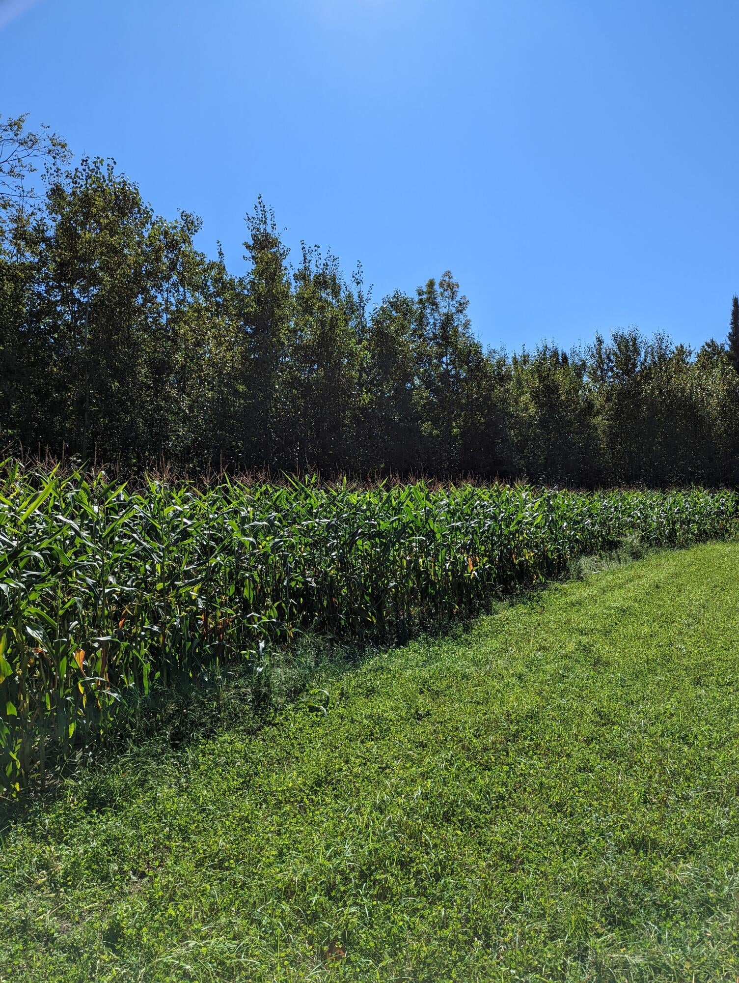 10506 Hall Road Atlanta, MI 49709 - Photo 67 of 74 Gallery Image 67