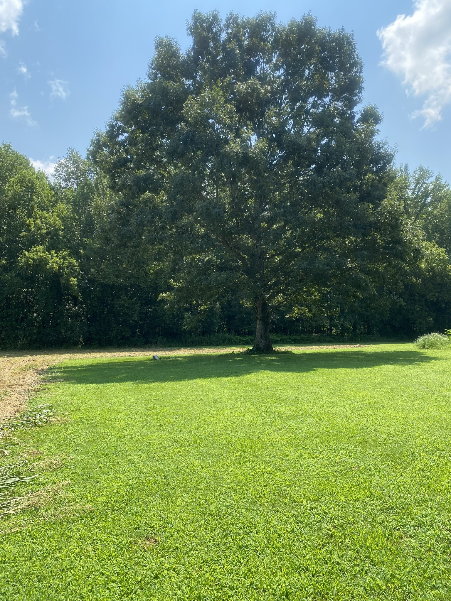 82 Elliot Road Ardmore, TN 38449 - Photo 11 of 18 a view of a field with a yard