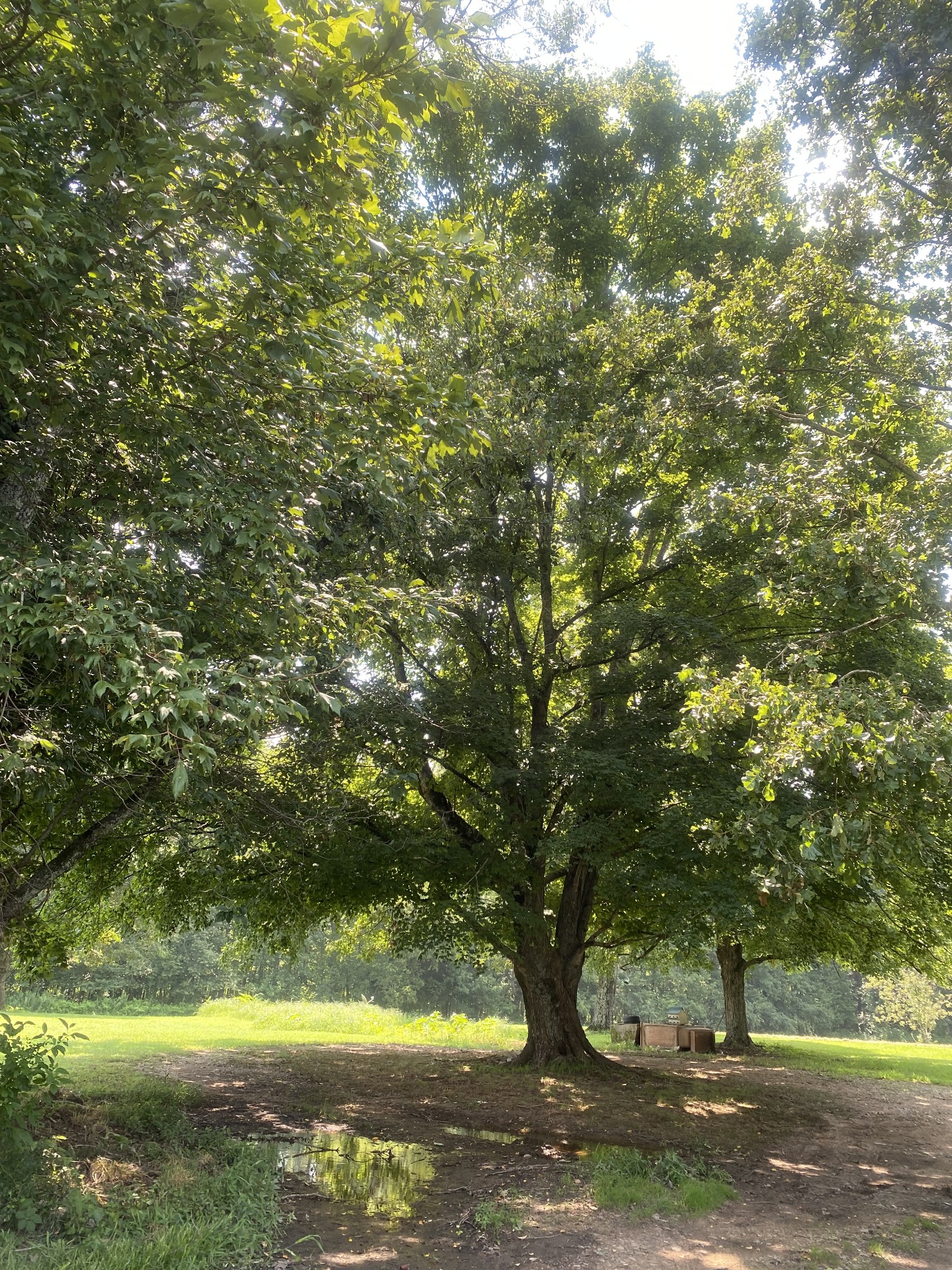 82 Elliot Road Ardmore, TN 38449 - Photo 4 of 18 a view of a yard with a tree