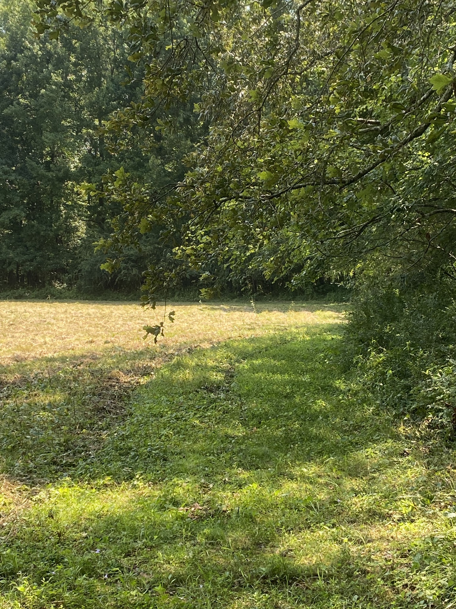 82 Elliot Road Ardmore, TN 38449 - Photo 7 of 18 a view of a water yard