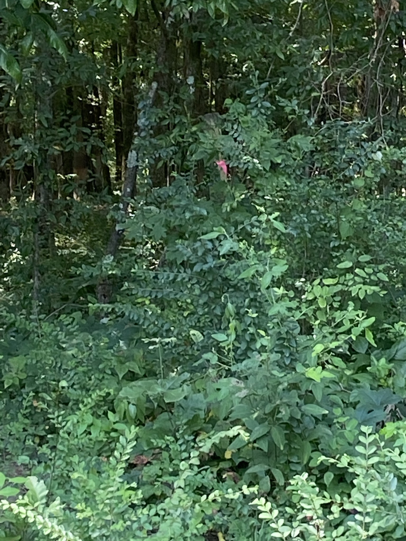 82 Elliot Road Ardmore, TN 38449 - Photo 8 of 18 a view of a lush green forest
