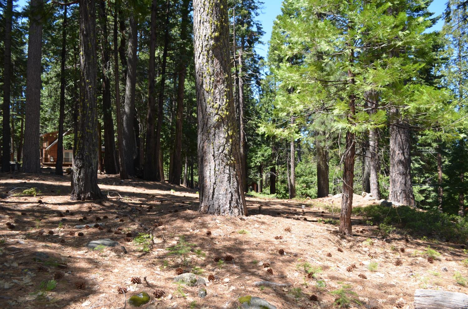 3112 Apache Road Arnold, CA 95223 - Photo 16 of 25 a backyard of a house with lots of green space