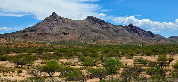 a view of a large tree