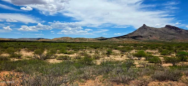 a view of a dry yard with trees