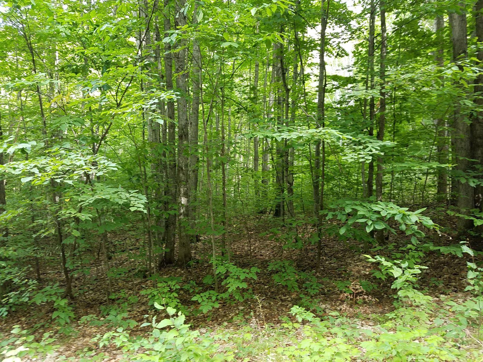 10-acres Teton Ridge Road Gaylord, MI 49735 - Photo 4 of 8 Gallery Image 4
