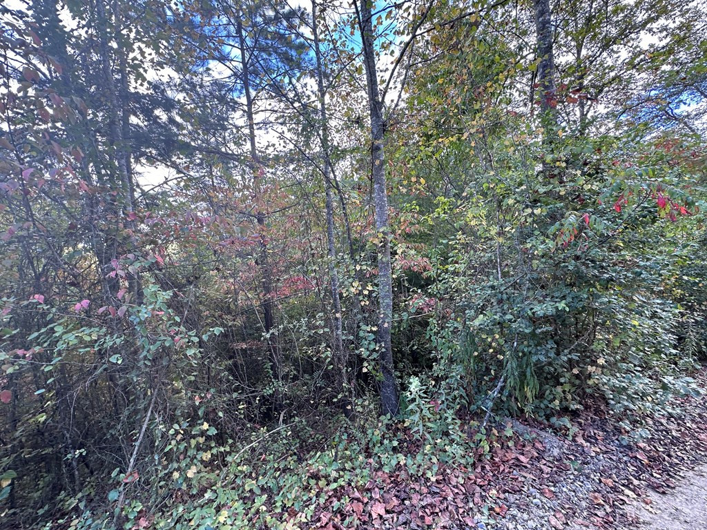 Tbd Ross Ridge Road Murphy, NC 28906 - Photo 5 of 13
