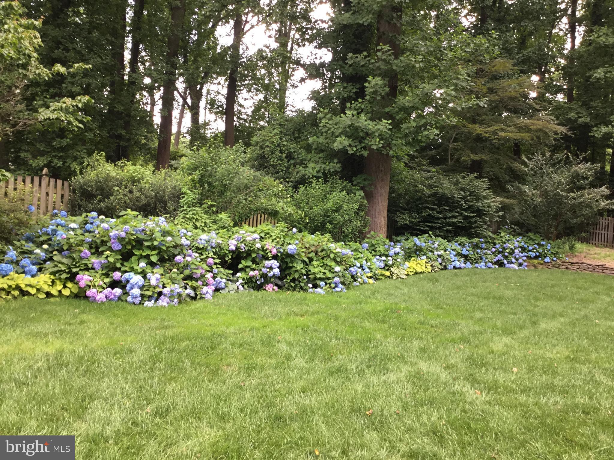 2008 Rockingham Street McLean, VA 22101 - Photo 8 of 8 Banks of hydrangea provide a tranquil air