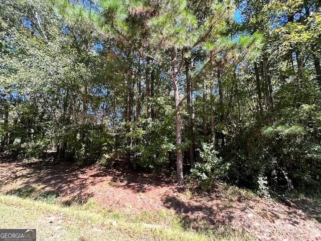 a view of a forest filled with trees