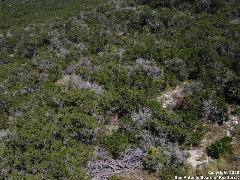 Unit 4-lot 11 Private Road Mico, TX 78056 - Photo 8 of 10 a view of a forest with lots of trees