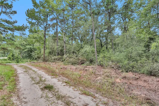 a view of a yard with large trees