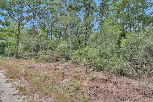 a view of a forest with trees in the background