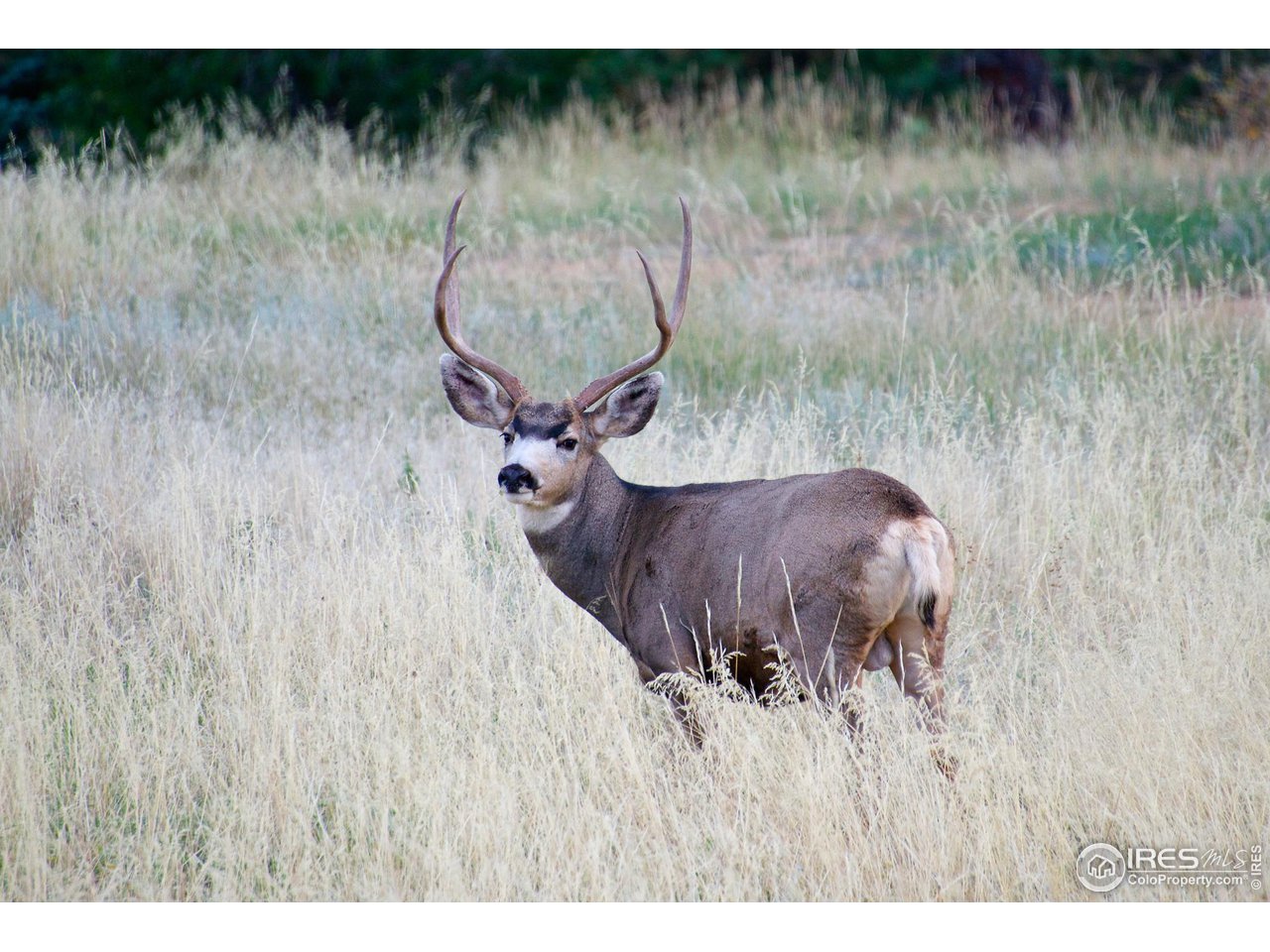 293 Broken Fence Road Boulder, CO 80302 - Photo 32 of 40 Abundant Wildlife