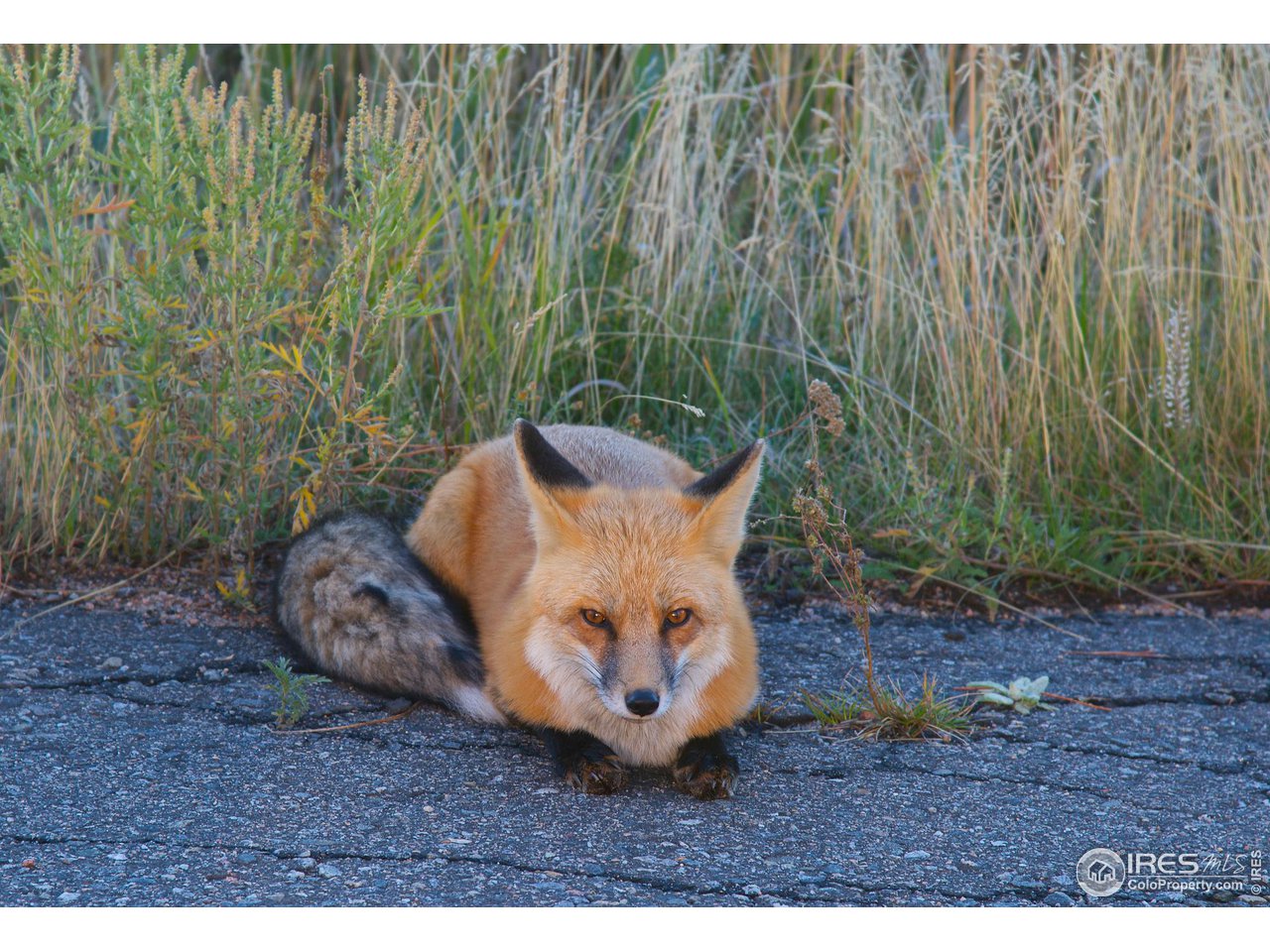 293 Broken Fence Road Boulder, CO 80302 - Photo 33 of 40 Enjoy the Neighborhood Foxes with Baby Kits Nearly Every Spring