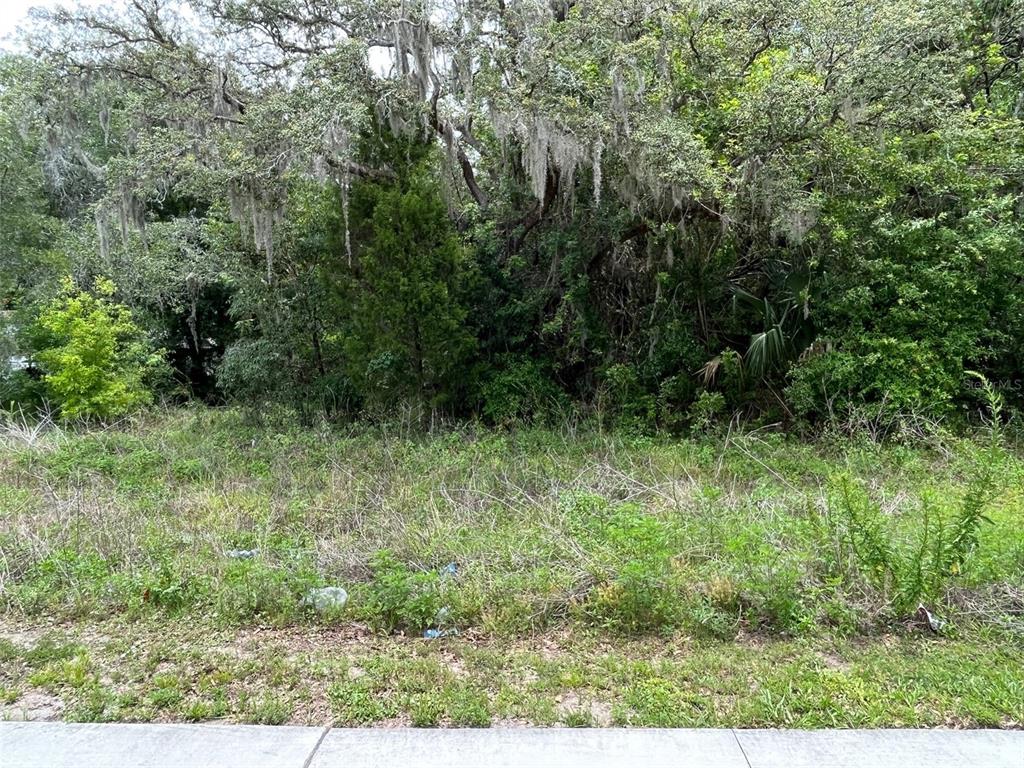12120 Hicks Road Hudson, FL 34669 - Photo 4 of 6 a view of a lush green forest