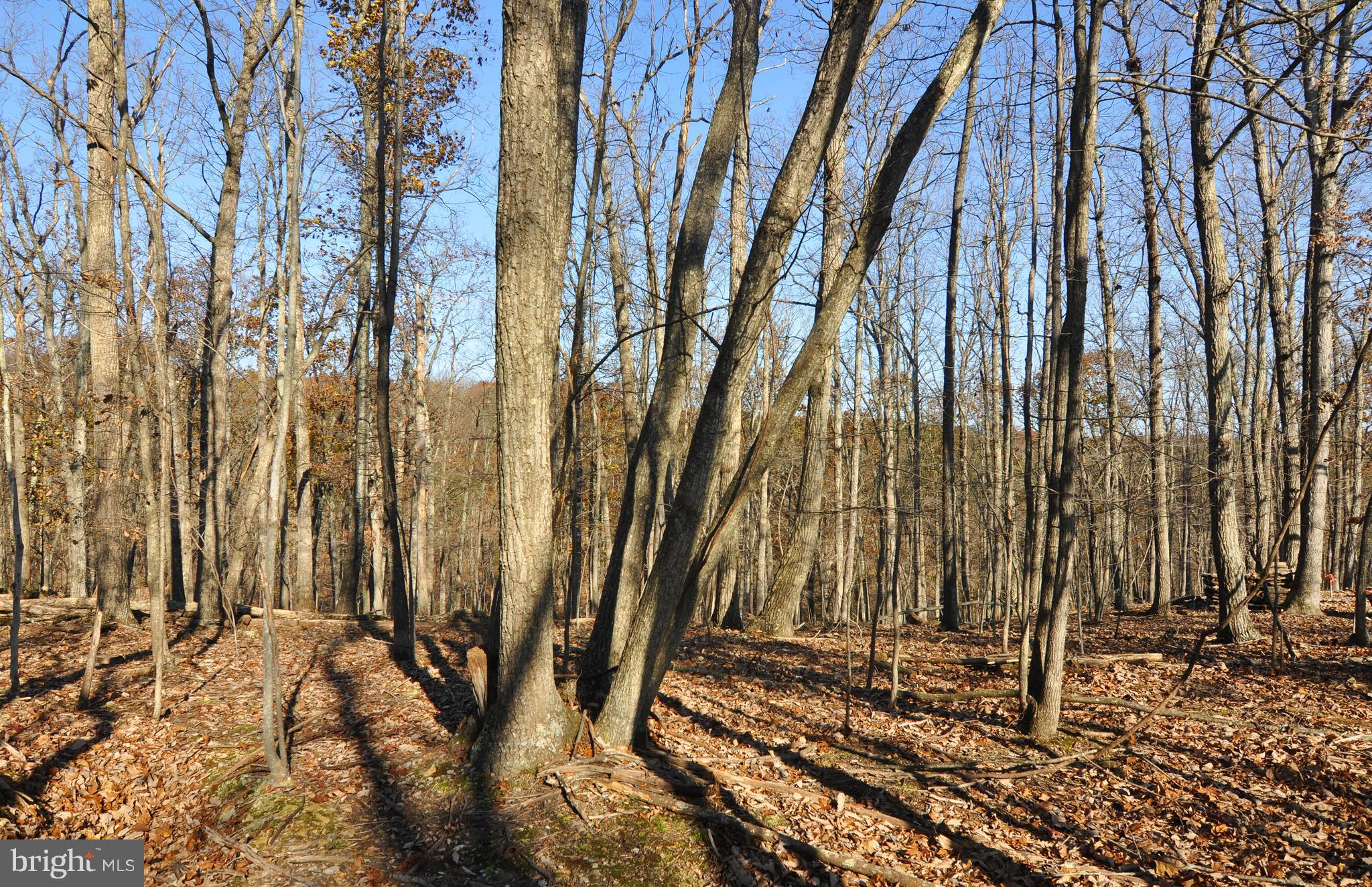 3481 Green Spring Road Winchester, VA 22603 - Photo 50 of 51 Some more of the land