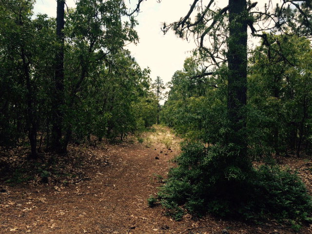 None Windsor Road Windsor, SC 29856 - Photo 1 of 1