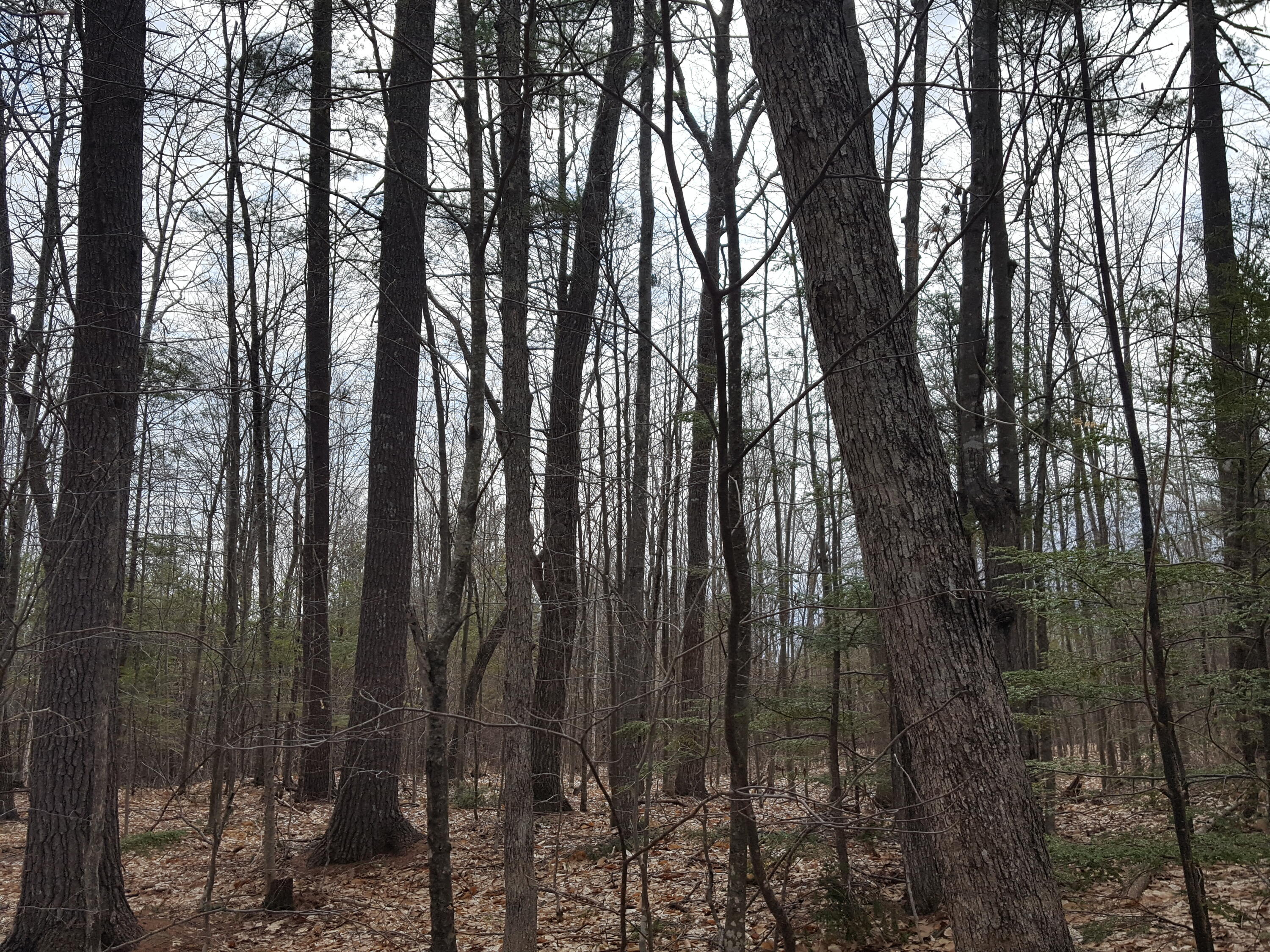 48 Higgins Hill Road Casco, ME 04015 - Photo 15 of 24 20230421_112408