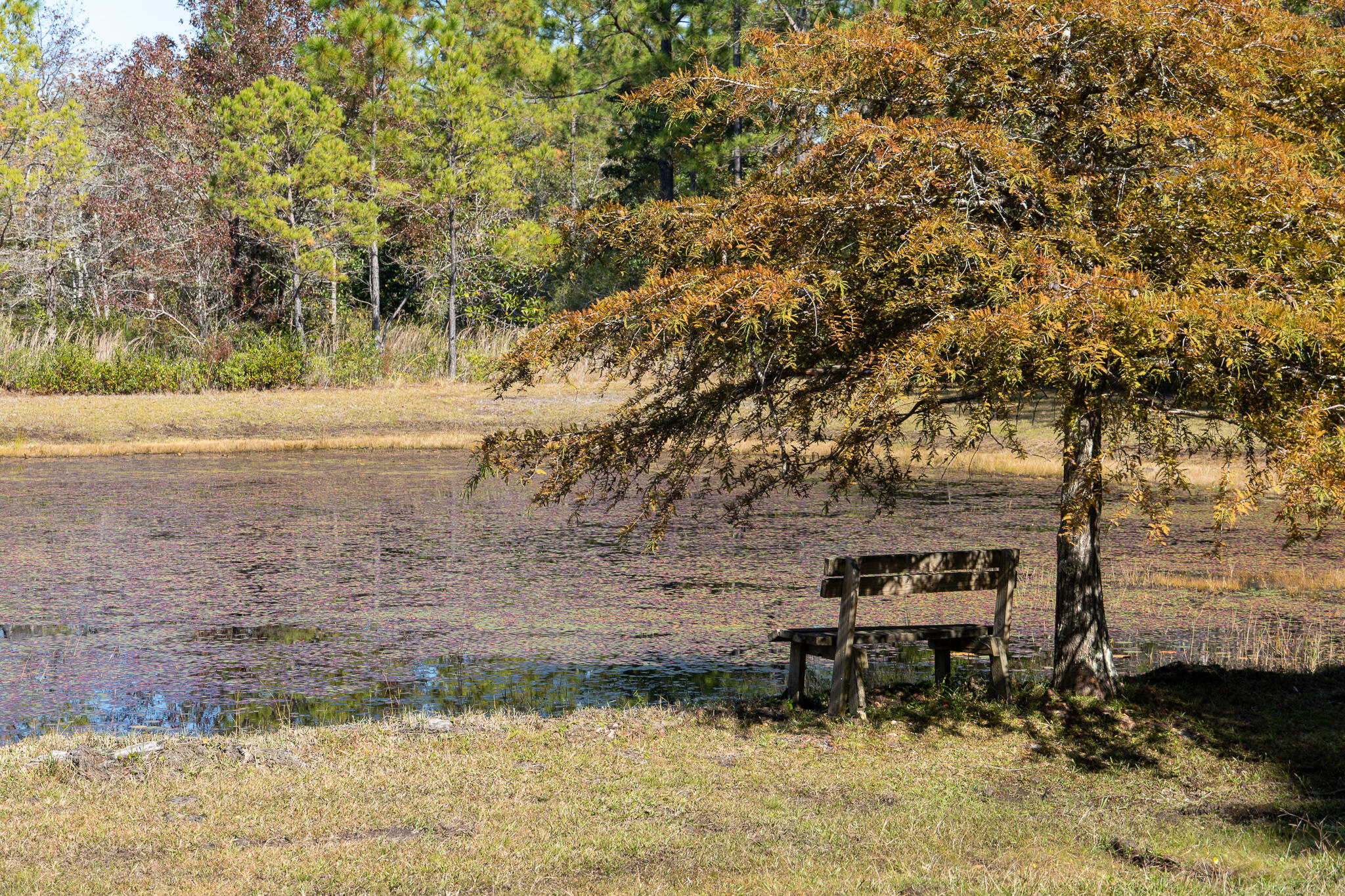 Lot 115 Oak Harbor Freeport, FL 32439 - Photo 4 of 17 a view of a backyard with chairs